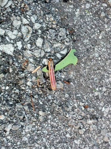 Extension Service: Hardwood trees being invaded