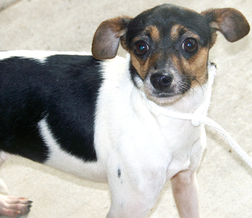Pet of the Week: Della
