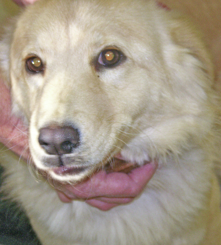 Pet of the Week: Missy