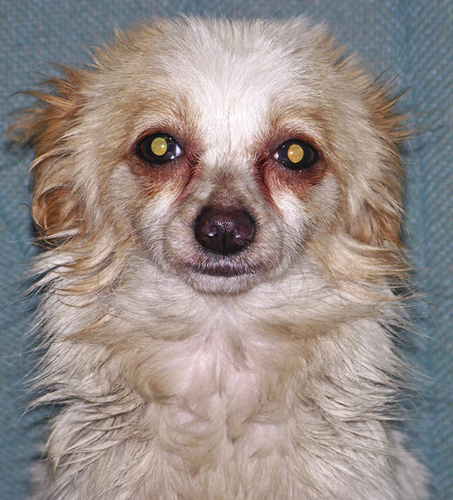 Pet of the Week: Tippy