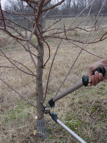 Ideal winter pruning time is February, March, officials say