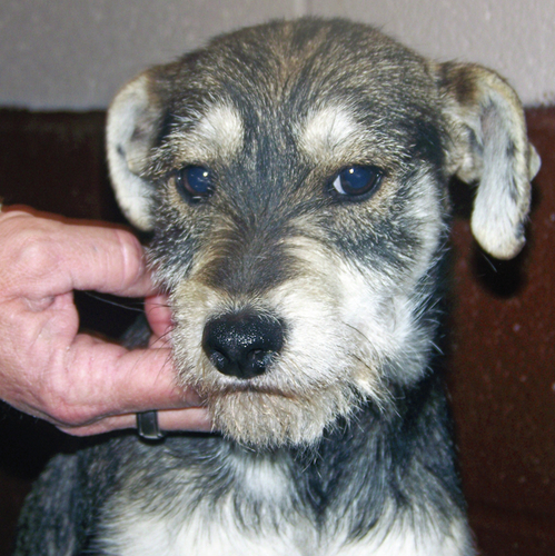 Pet of the Week: Cuddles