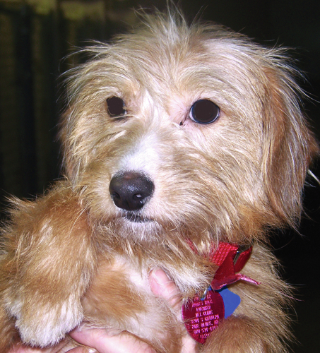 Pet of the Week: Macy