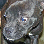 Pet of the Week: Dixie