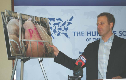 Group abuse of pigs by Tyson Foods supplier