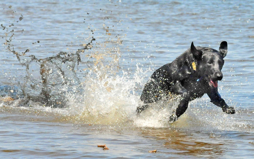 Dog Days of Summer