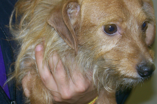 Pet adoptions available at PB animal control