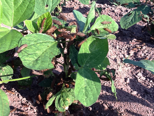 Grasshoppers, blister beetles plaguing parts of Arkansas