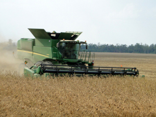 Isaac rainfall begins; halts harvesting marathon