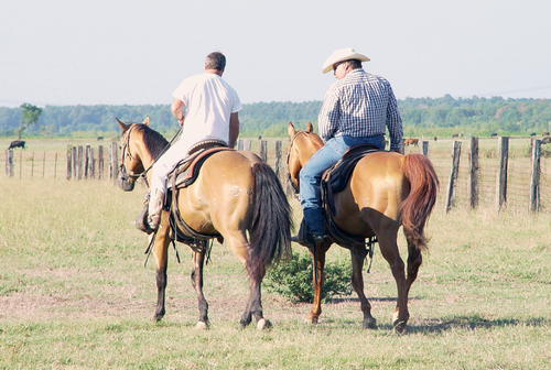 Department of Correction plans horse auction Sept. 15
