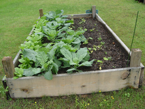 Raised bed gardening offers many advantages