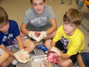 Studying the heart