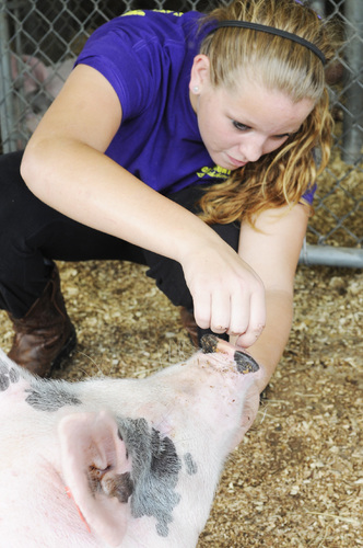 A living legacy  Hamburg High students honor deceased 4-H leader with show stock