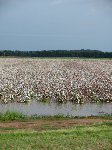 Weekend’s rain slows Arkansas cotton harvest