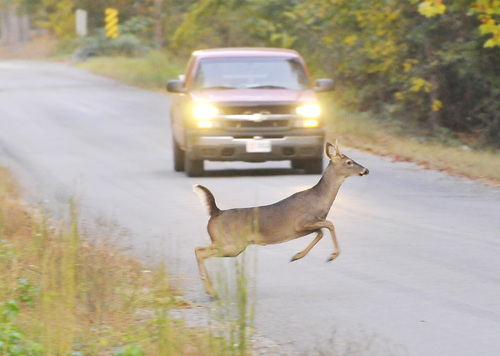 Deer  Fall’s most dangerous road hazard