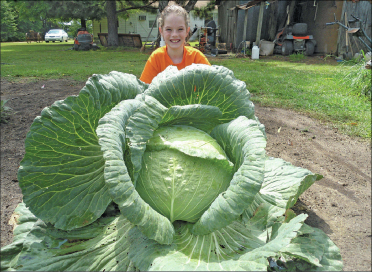 Giant cabbage is winner for Star City student