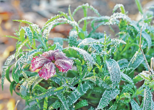 Frosty Flower