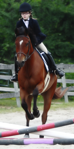 Horse show champion