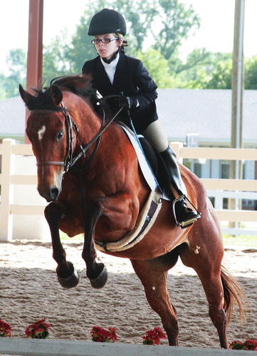 Jumper Champ