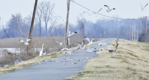 Piles of fish on Lake Saracen walking trail a mystery