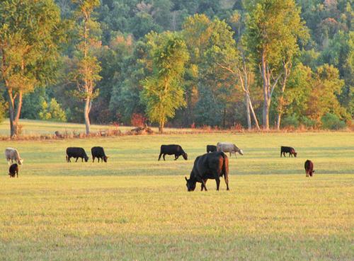 Arkansas cattle numbers decline faster than the national trend