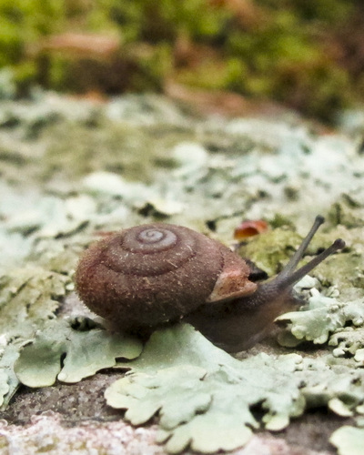 Arkansas snail first invertebrate removed from endangered list