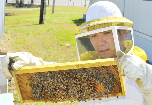 Abuzz about bees UAPB professor shares knowledge