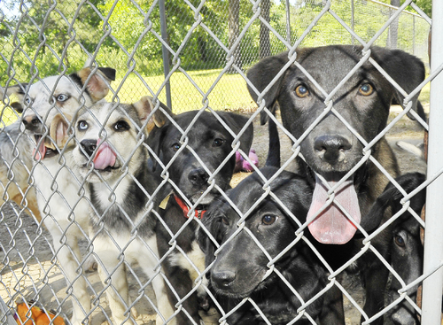 City animal shelter’s future looking brighter