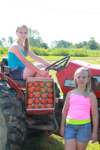 Bradley County tomatoes will be the star this weekend, after all