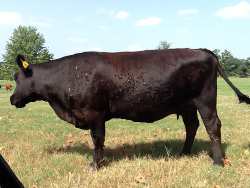 Common forages, weeds, some medications can make cattle photosensitive