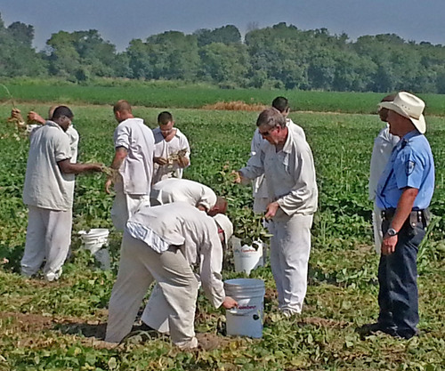 Unique partnership provides fresh produce for thousands of needy Arkansans