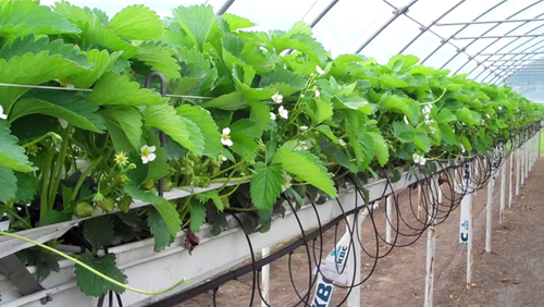 Videos to show hydroponics-based strawberry growing
