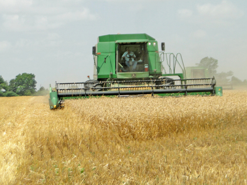 Despite spring cold, rain, Ark winter wheat springs to 2nd highest yield