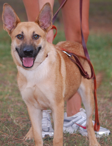 Pet of the Week  Sandy