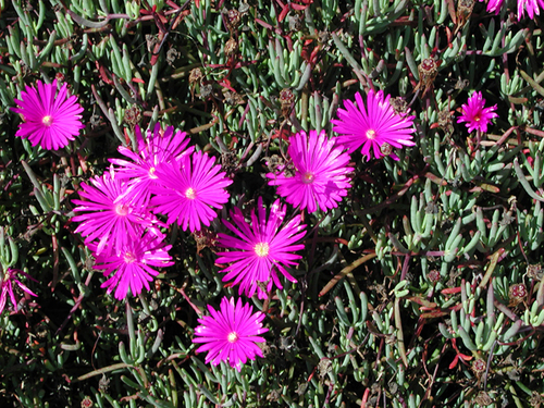 Plant of the Week  Ice Plant