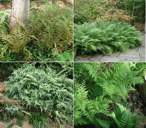 Plant of the Week  Hardy Ferns