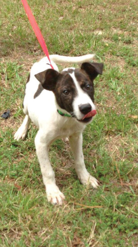Pet of the Week  Max