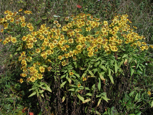 Plant of the Week  Sneezeweed