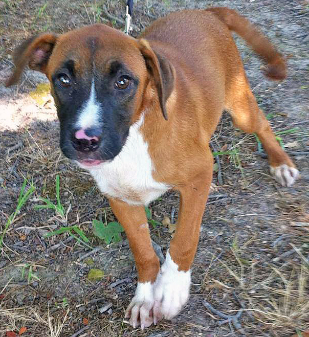 Pet of the Week  Gus