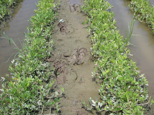 Rain submerging farm fields, helping pastures