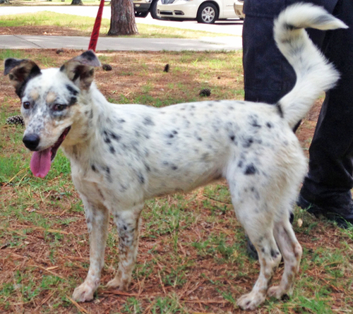 Pet of the Week  Reba