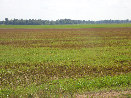 Corn harvest starts in SE Ark; crops looking good