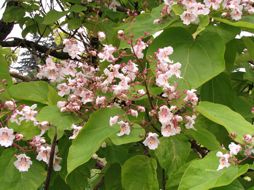 Plant of the Week  Catalpa, Southern Catalpa
