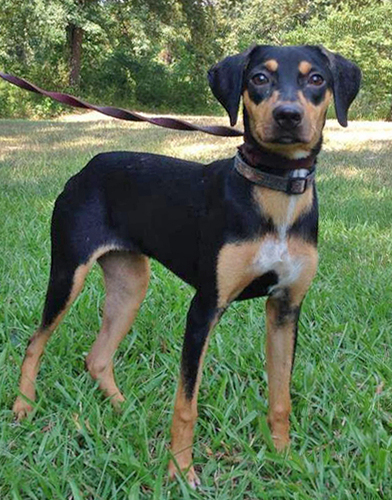 Pet of the Week  Candy