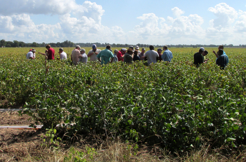 Soybean rust diagnosis draws crowd to field day