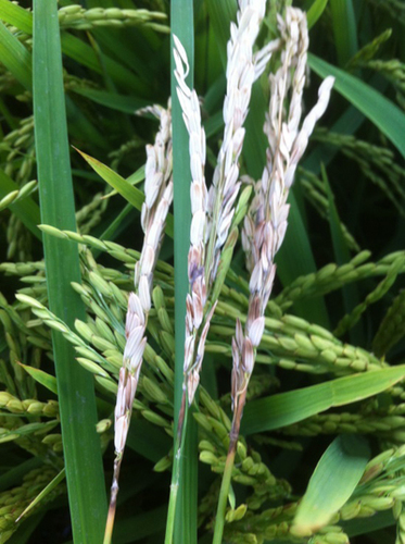 Neck blast confirmed in Greene County field