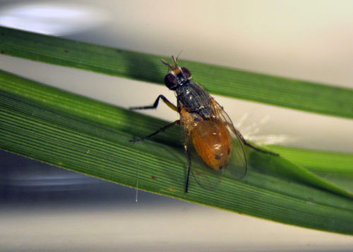 Insect experts confirm new pest in Arkansas: bermudagrass stem maggot