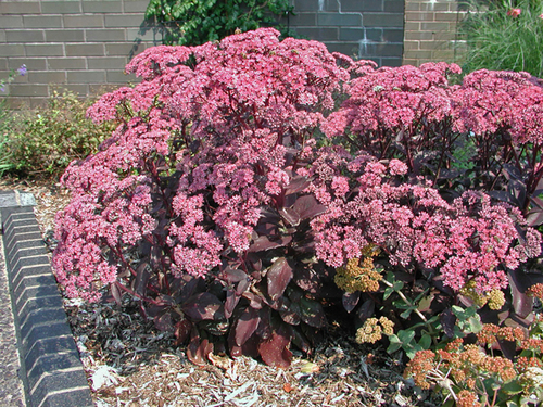 Plant of the Week  Stonecrop Sedum