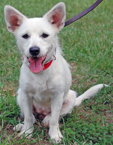 Pet of the Week  Lady