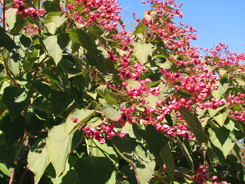 Plant of the Week  Harlequin Glorybower
